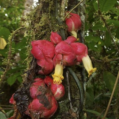 Drymonia clavijoae, photographed by Sue Carnahan