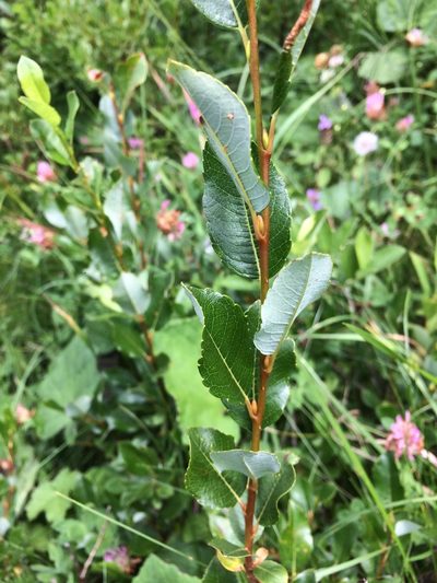 Salix waldsteiniana, photographed by Mirko Ubović
