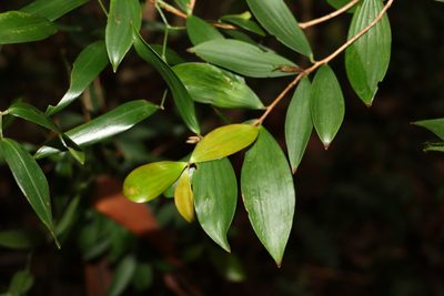 Trochocarpa laurina, photographed by Greg Tasney