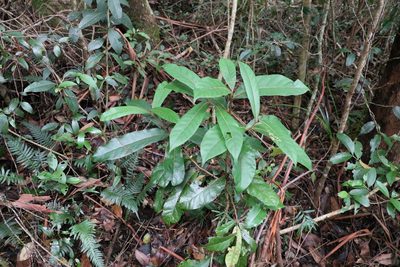 Cryptocarya obovata, photographed by Greg Tasney