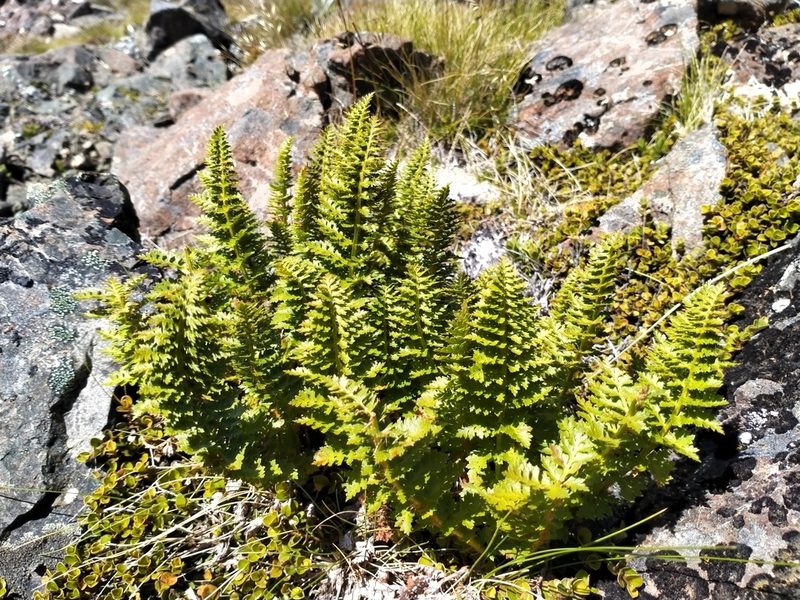Polystichum cystostegia, photographed by John Barkla