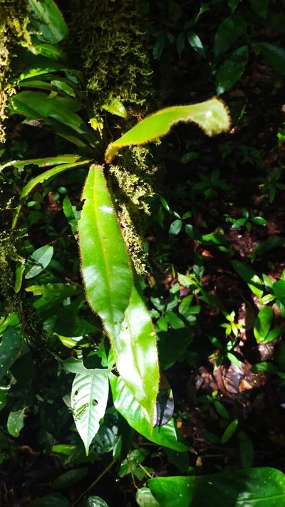 Elaphoglossum raywaense, photographed by Guillaume Delaitre