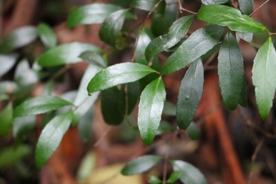 Aphanopetalum resinosum, photographed by Greg Tasney