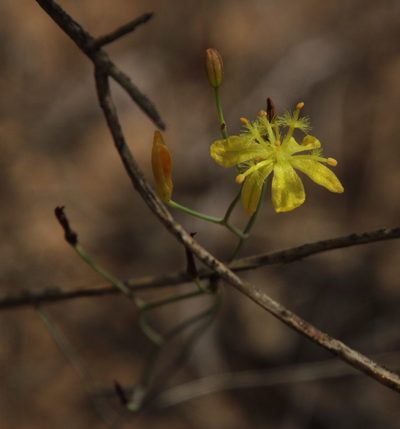 Bulbine flexuosa, photographed by Tony Rebelo
