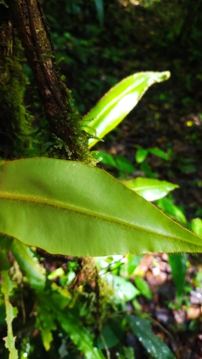 Elaphoglossum raywaense, photographed by Guillaume Delaitre