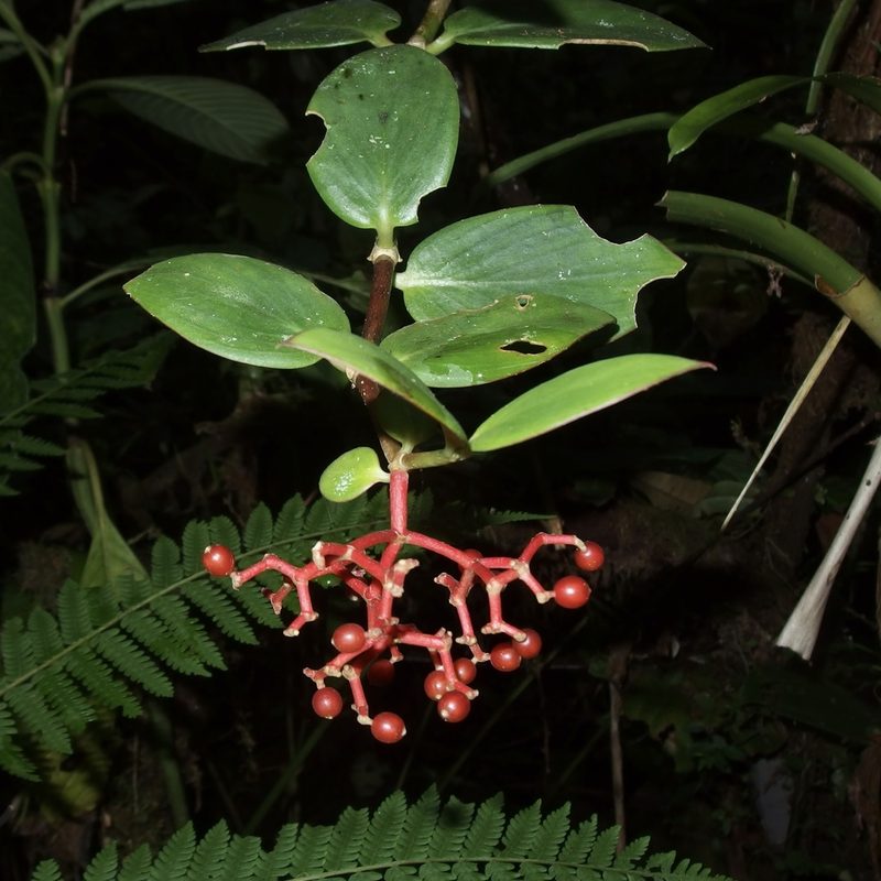 Notopleura epiphytica, photographed by Sue Carnahan