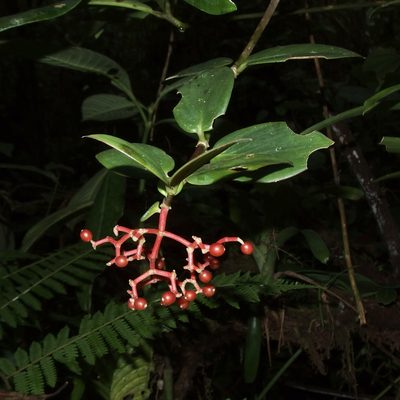 Notopleura epiphytica, photographed by Sue Carnahan