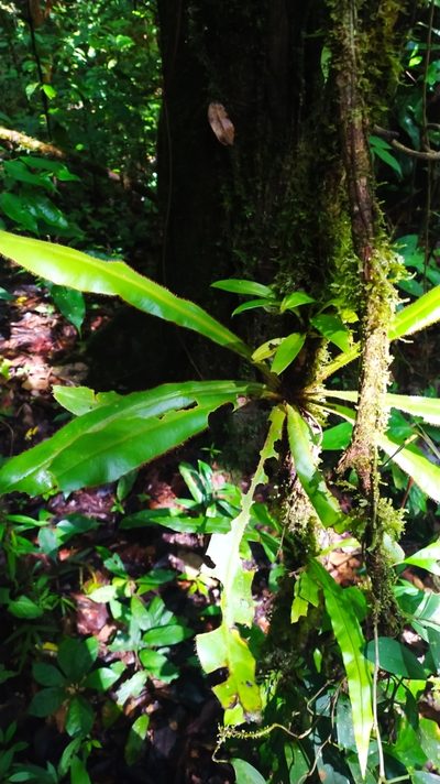 Elaphoglossum raywaense, photographed by Guillaume Delaitre