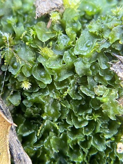 Phymatoceros bulbiculosus, photographed by crothfels