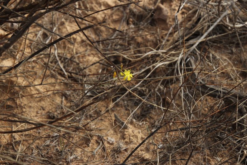 Bulbine flexuosa, photographed by Tony Rebelo