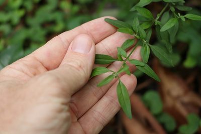 Prostanthera ovalifolia, photographed by Greg Tasney