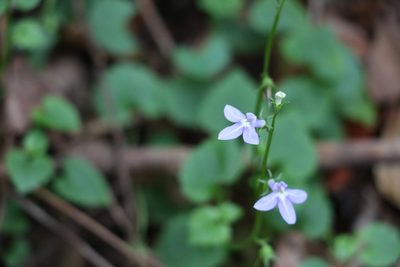 Lobelia trigonocaulis, photographed by Greg Tasney