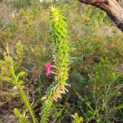 Woollsia pungens, photographed by ronavery