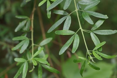 Zieria collina, photographed by Greg Tasney