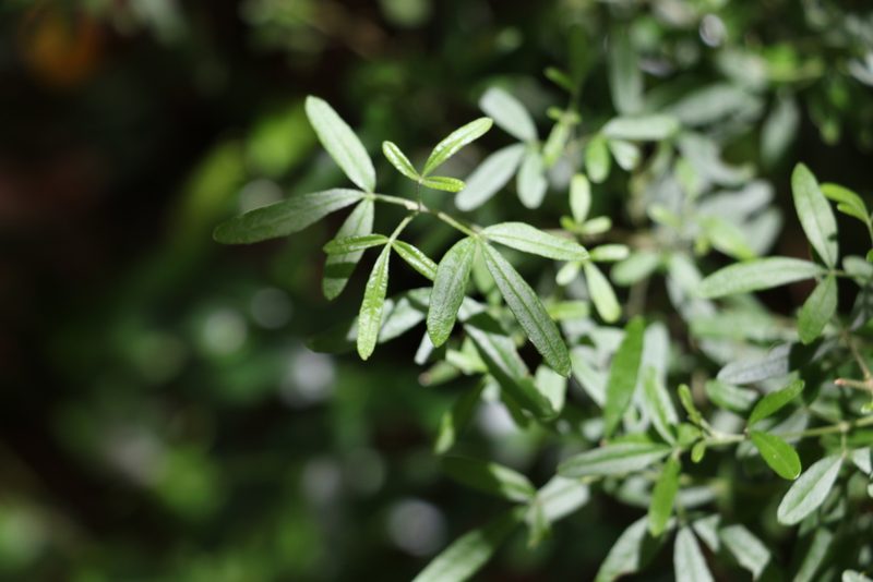 Zieria collina, photographed by Greg Tasney