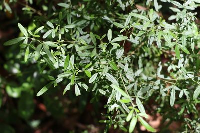 Zieria collina, photographed by Greg Tasney