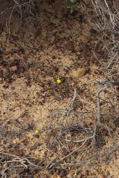 Bulbine flexuosa, photographed by Tony Rebelo