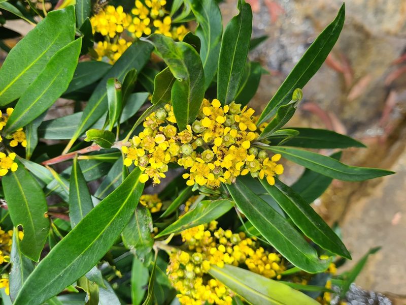 Tristaniopsis laurina, photographed by Andrew Harvey