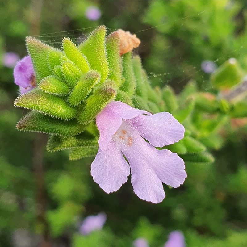Prostanthera densa, photographed by ronavery