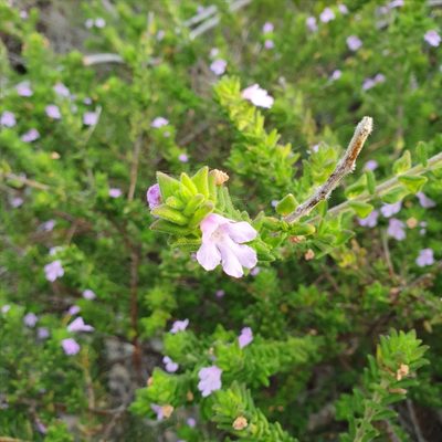 Prostanthera densa, photographed by ronavery