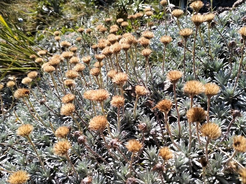 Celmisia hectorii, photographed by John Barkla