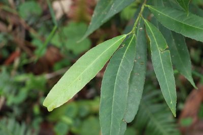 Elaeocarpus kirtonii, photographed by Greg Tasney