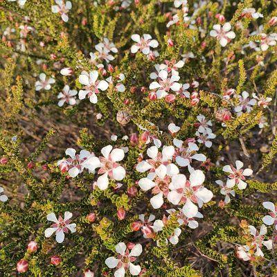 Leptospermum epacridoideum, photographed by ronavery