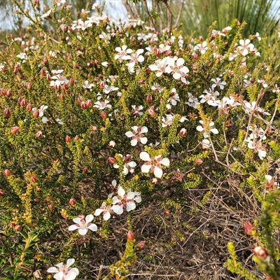 Leptospermum epacridoideum, photographed by ronavery