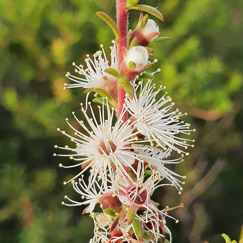 Kunzea ambigua, photographed by ronavery