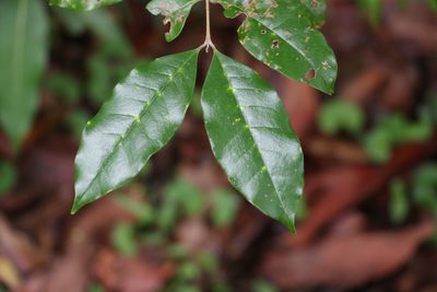 Olea paniculata, photographed by Greg Tasney