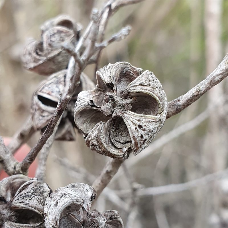 Leptospermum squarrosum, photographed by ronavery