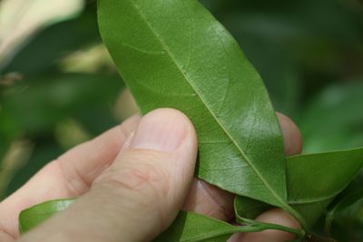 Hodgkinsonia ovatiflora, photographed by Greg Tasney