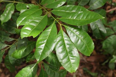 Synoum glandulosum, photographed by Greg Tasney