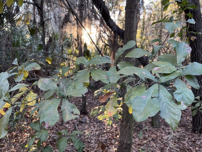 Quercus laurifolia, photographed by Darren Oh