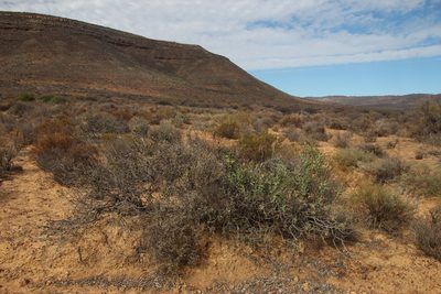 Euclea acutifolia, photographed by Tony Rebelo