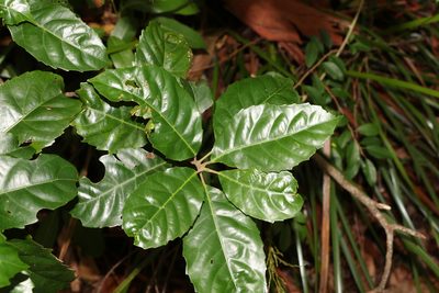 Sloanea woollsii, photographed by Greg Tasney