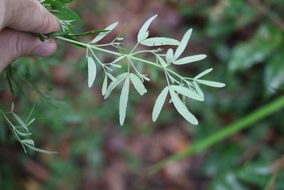 Zieria collina, photographed by Greg Tasney