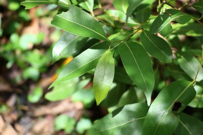 Cryptocarya microneura, photographed by Greg Tasney