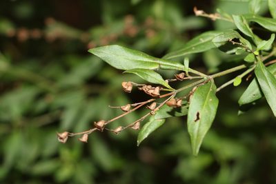 Prostanthera ovalifolia, photographed by Greg Tasney