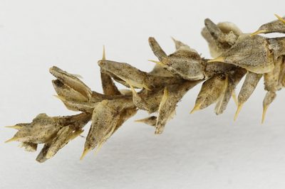 Salsola kali, photographed by Patrick Hacker