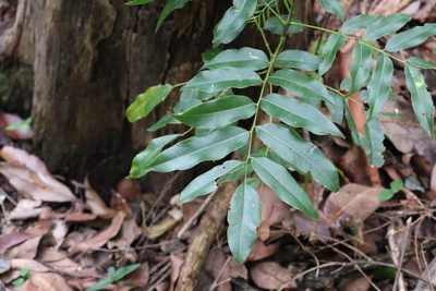 Castanospermum australe, photographed by Greg Tasney