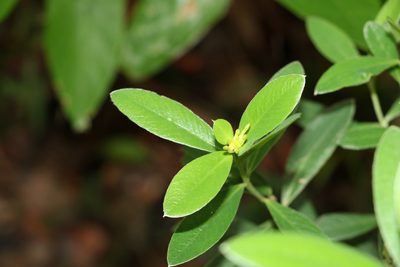 Pimelea gigandra, photographed by Greg Tasney