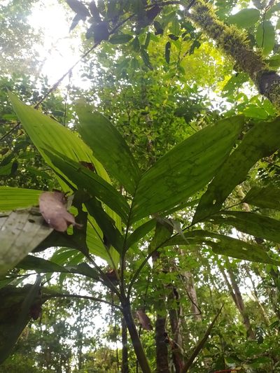 Hyospathe elegans, photographed by Guillaume Delaitre
