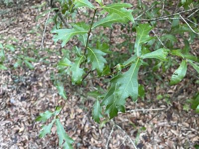 Quercus hemisphaerica, photographed by Darren Oh