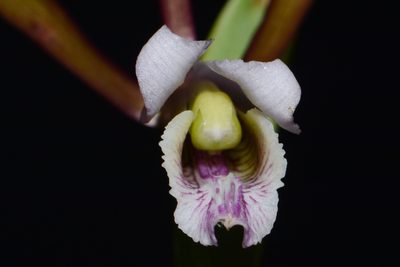 Cleistesiopsis bifaria, photographed by Brian Finzel