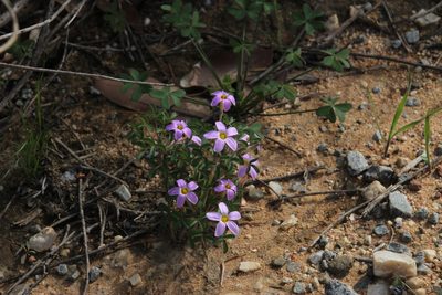 Oxalis aridicola, photographed by Tony Rebelo