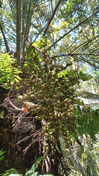 Butia catarinensis, photographed by JG
