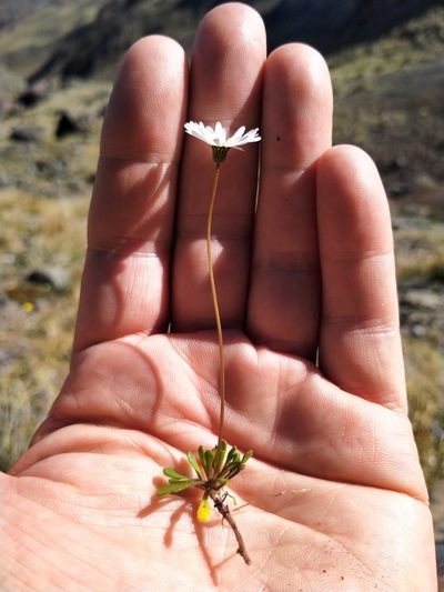 Brachyscome longiscapa, photographed by John Barkla