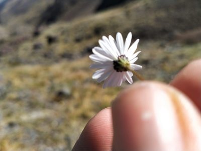Brachyscome longiscapa, photographed by John Barkla