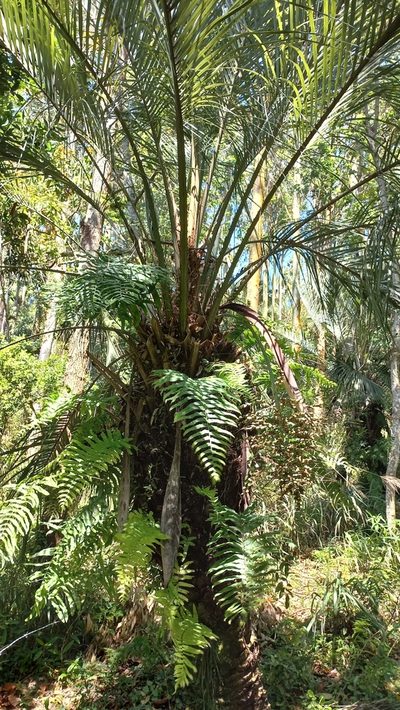 Butia catarinensis, photographed by JG